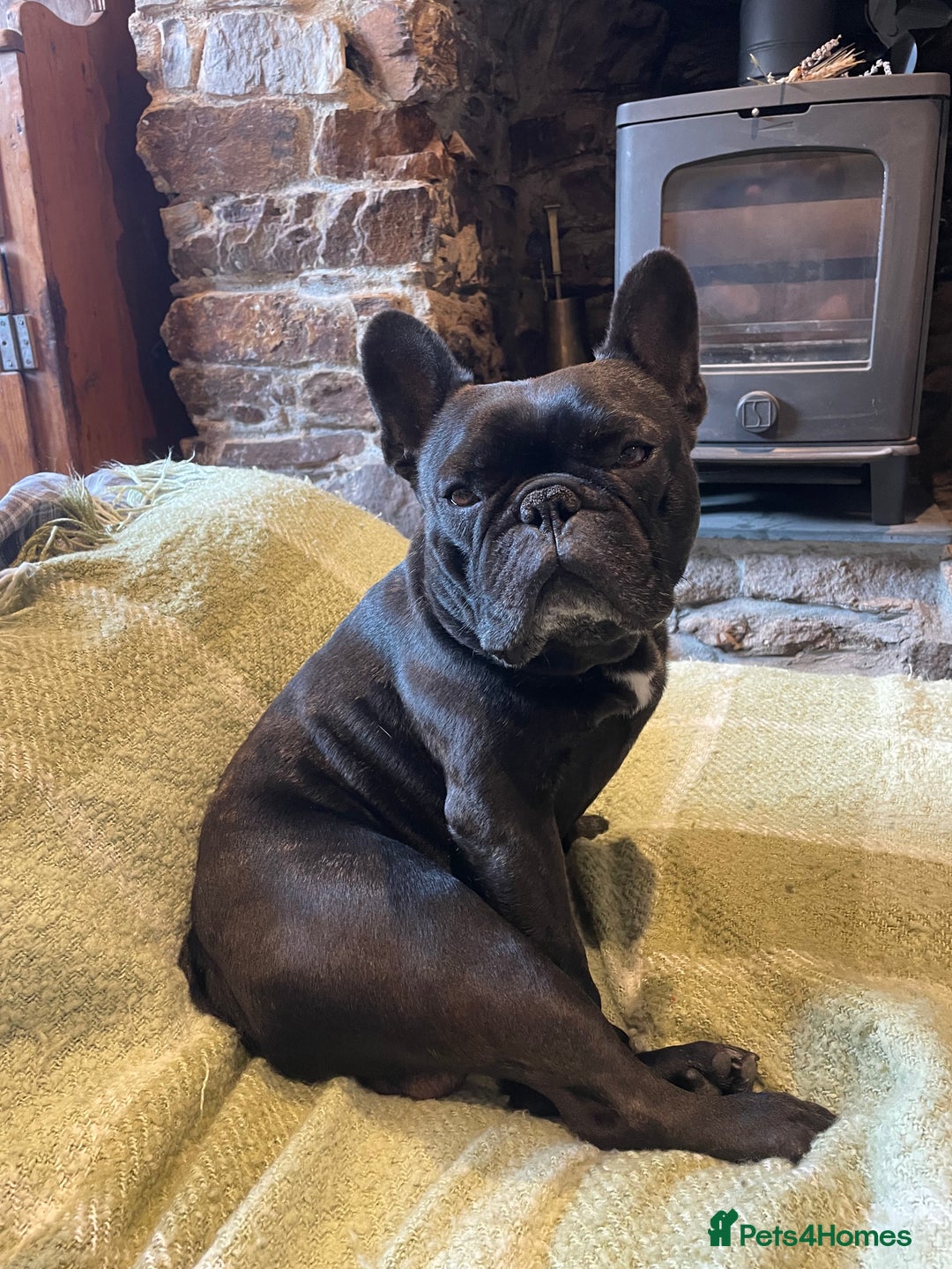 French Bulldog dogs for sale: KC Reg Frenchie Puppies - Image 16