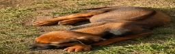 Rhodesian Ridgeback dogs for sale: KC RHODESIAN RIDGEBACK PUPPIES FOR SALE  in Carlisle - Advert 3