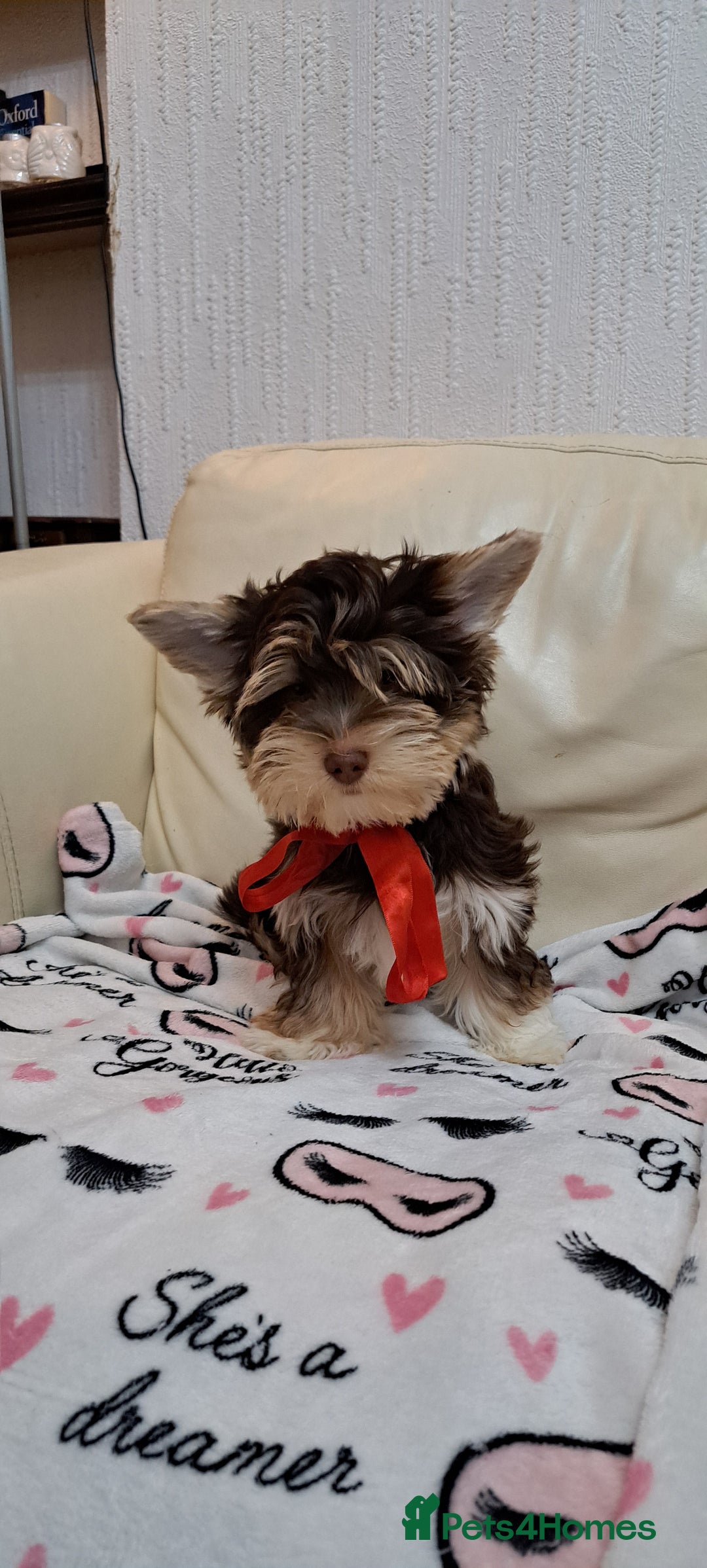 Yorkshire Terrier dogs for sale: Yorkshire Terrier – Merle / Chocolate puppies**    - Advert 26