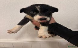 Border Collie dogs for sale: Border collie puppies for sale  - Image 7