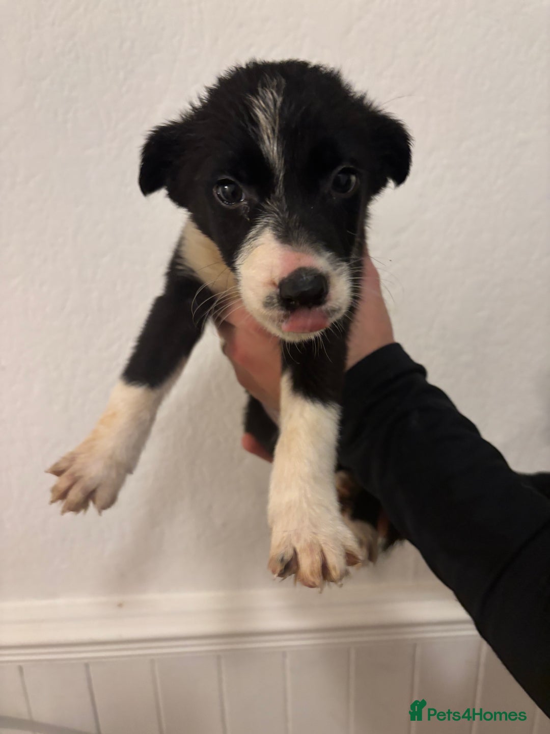 Border Collie dogs for sale: Border collie puppies for sale  - Image 7