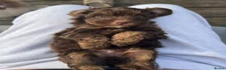 Cockapoo dogs for sale: ** 2 stunning Healthy F1 Cockapoos ** - Advert 7