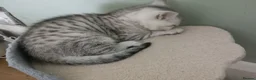 British Shorthair cats for sale: British Shorthair kittens  - Advert 11