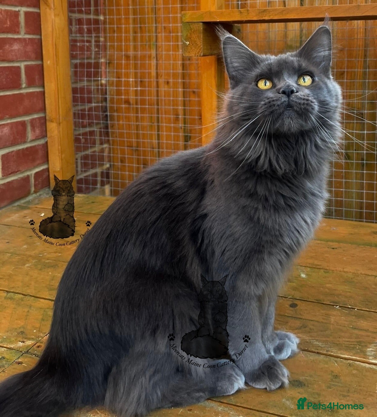 Maine Coon cats Maine Coon ex-Queen blue female girl lovely  - Advert 1