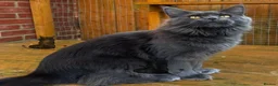 Maine Coon cats for sale: Maine Coon ex-Queen blue female girl lovely  in Poole - Advert 1