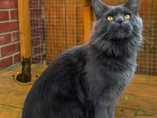 Maine Coon cats Maine Coon ex-Queen blue female girl lovely - Advert 1