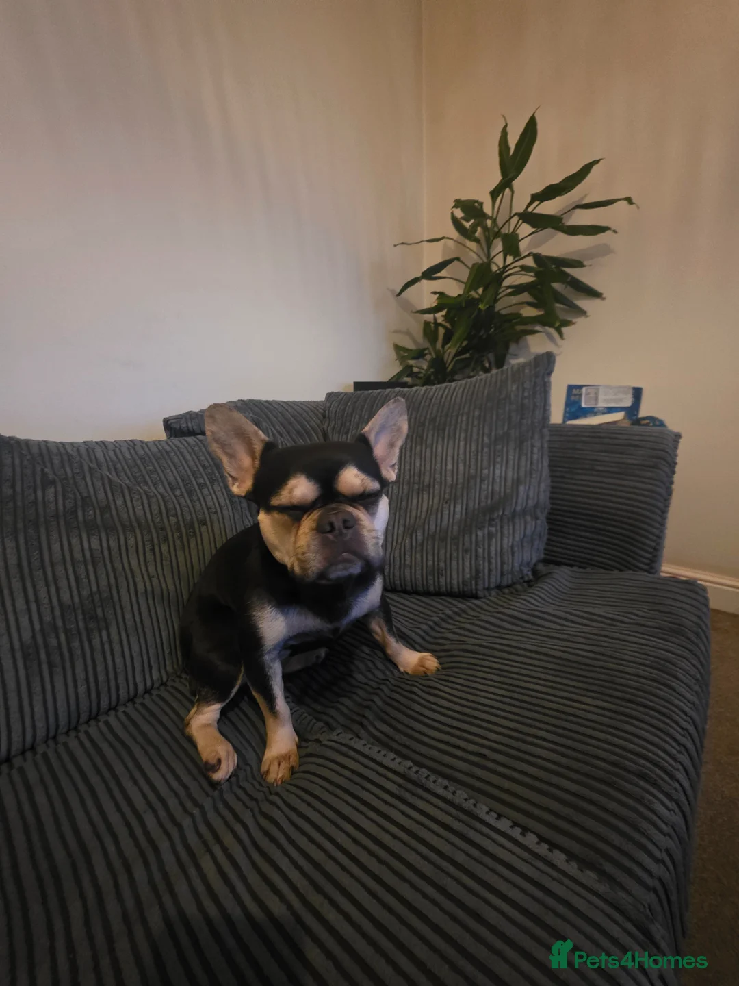 French Bulldog dogs for sale: French bulldog for new home in Altrincham - Advert 2