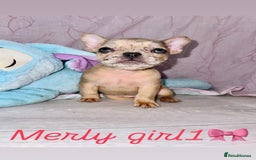 French Bulldog dogs for sale: Stunning French bulldogs 😍 - Image 3