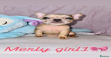 French Bulldog dogs - Advert 2