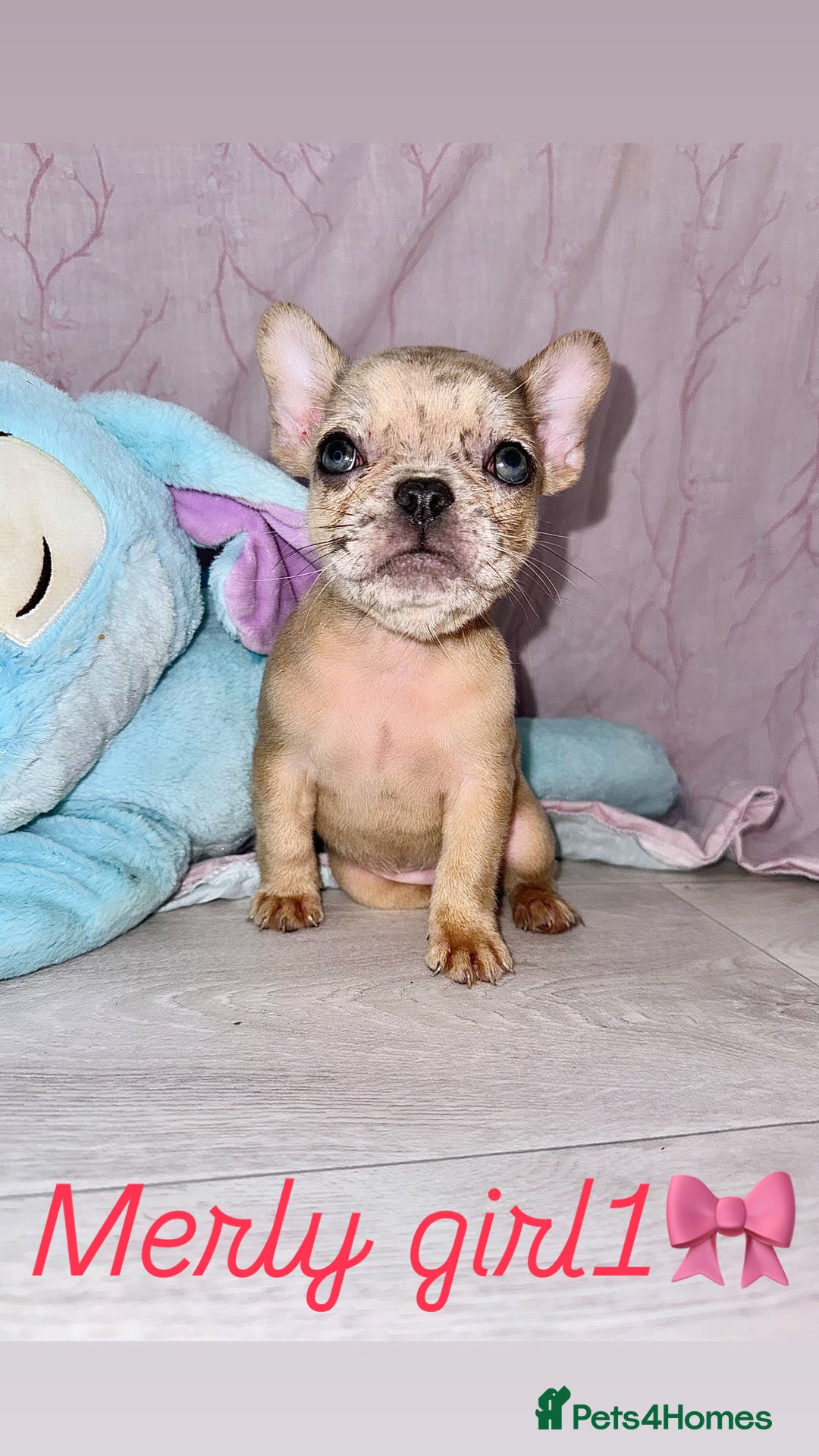 French Bulldog dogs for sale: Stunning French bulldogs 😍 - Image 3