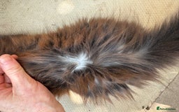 Maine Coon cats for sale: Stunning Black Smoke TiCA kittens  - Image 29