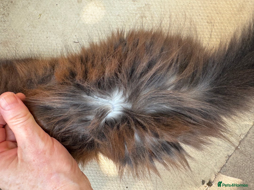 Maine Coon cats for sale: Stunning Black Smoke TiCA kittens  - Image 29