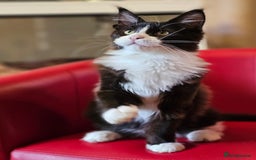 Maine Coon cats for sale: Pure breed Maine Coon kittens  in Northampton - Image 10