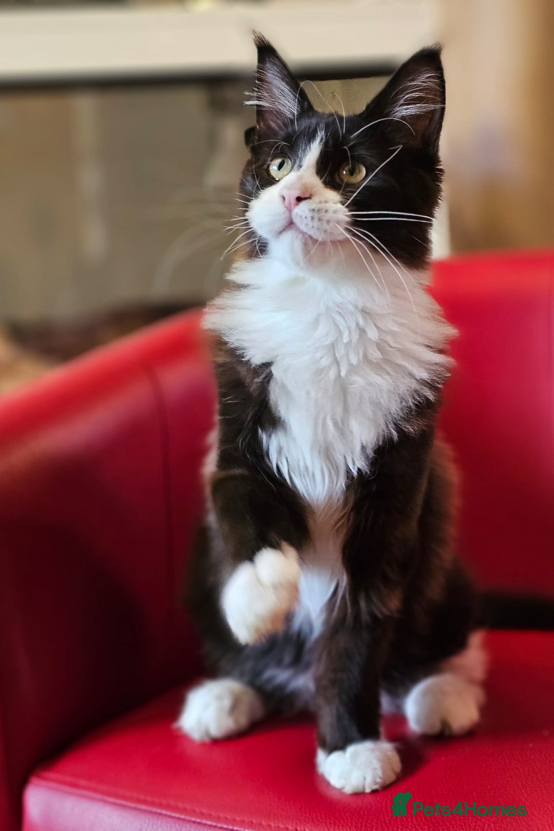 Maine Coon cats for sale: Pure breed Maine Coon kittens  in Northampton - Image 10