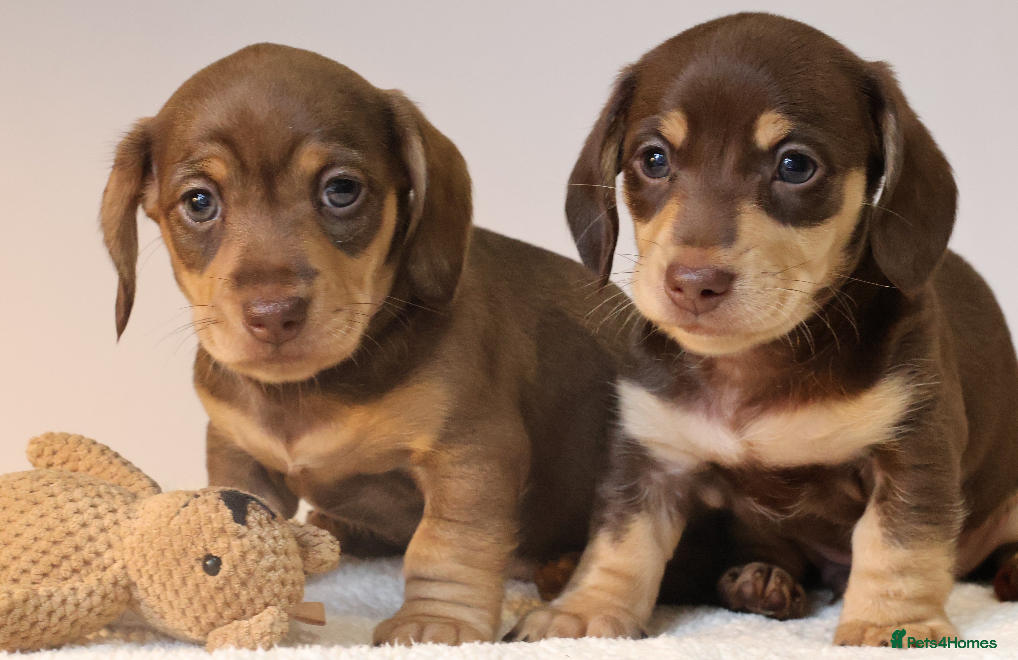 Miniature Dachshund dogs 5*Licensed+KC+PRAclear+VETchecked+Chocolate&Cream - Advert 5