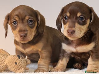 Miniature Dachshund dogs 5*Licensed+KC+PRAclear+VETchecked+Chocolate&Cream - Advert 5