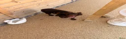 Cocker Spaniel dogs for sale: Kc registered cocker spaniel male  in Evesham - Advert 4