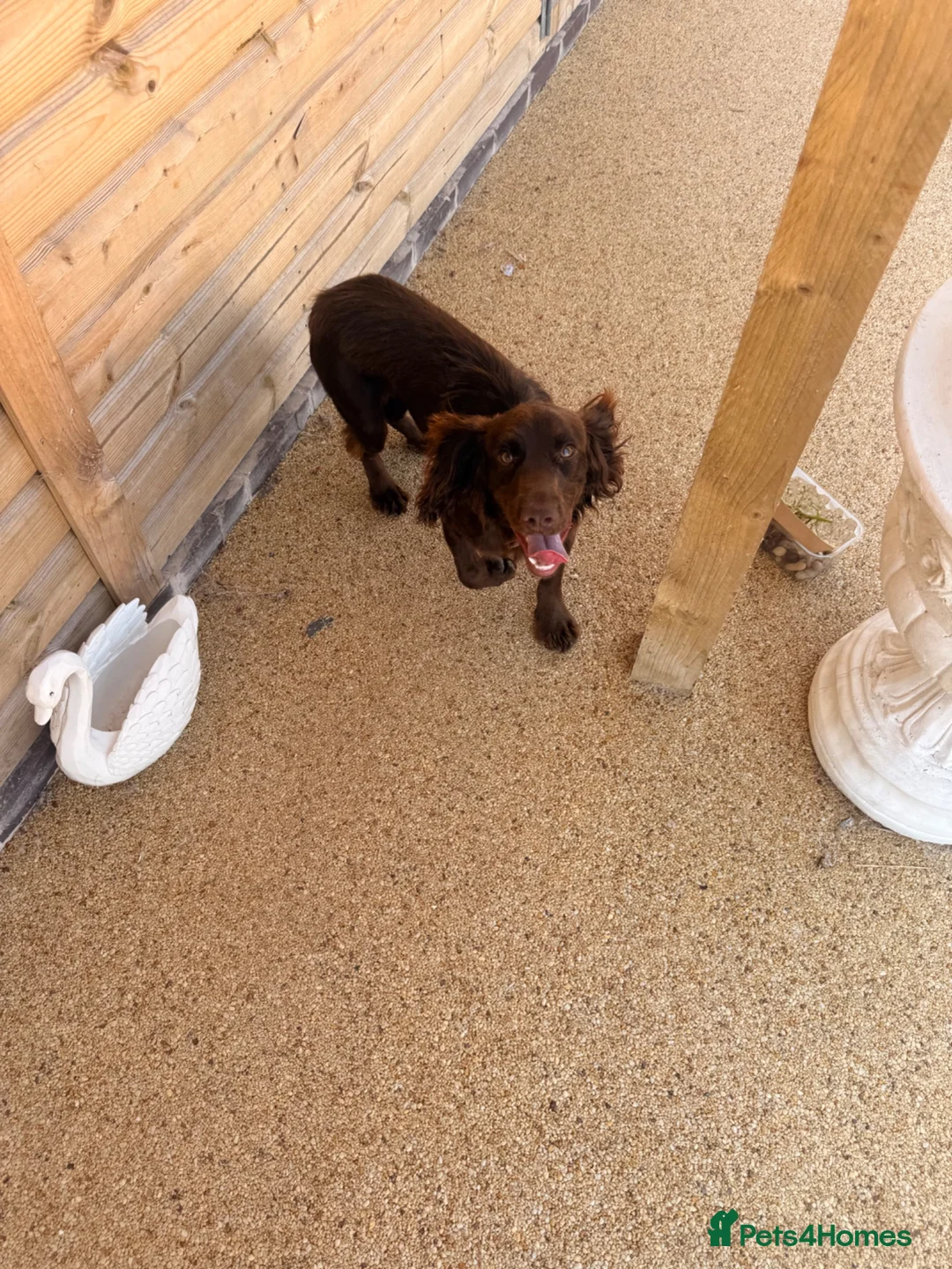Cocker Spaniel dogs for sale: Kc registered cocker spaniel male  in Evesham - Advert 4