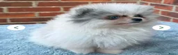 Pomeranian dogs for stud: Lilac Merle KC Pomeranian STUD - Advert 13