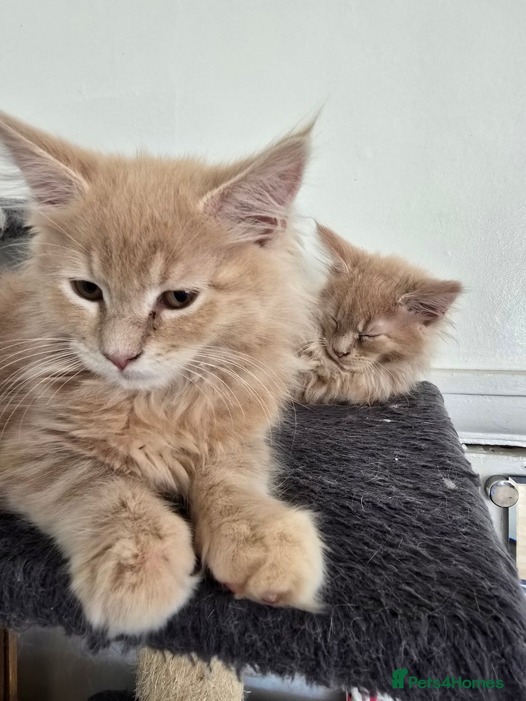 Maine Coon cats for sale: Beautiful Maine coon kittens  - Image 26