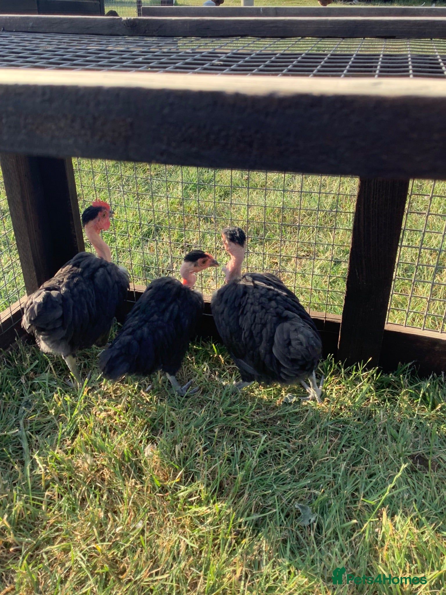Chickens poultry Trio of black naked neck bantams - Advert 6