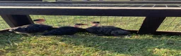 Chickens poultry for sale: Trio of black naked neck bantams in Upminster - Advert 1