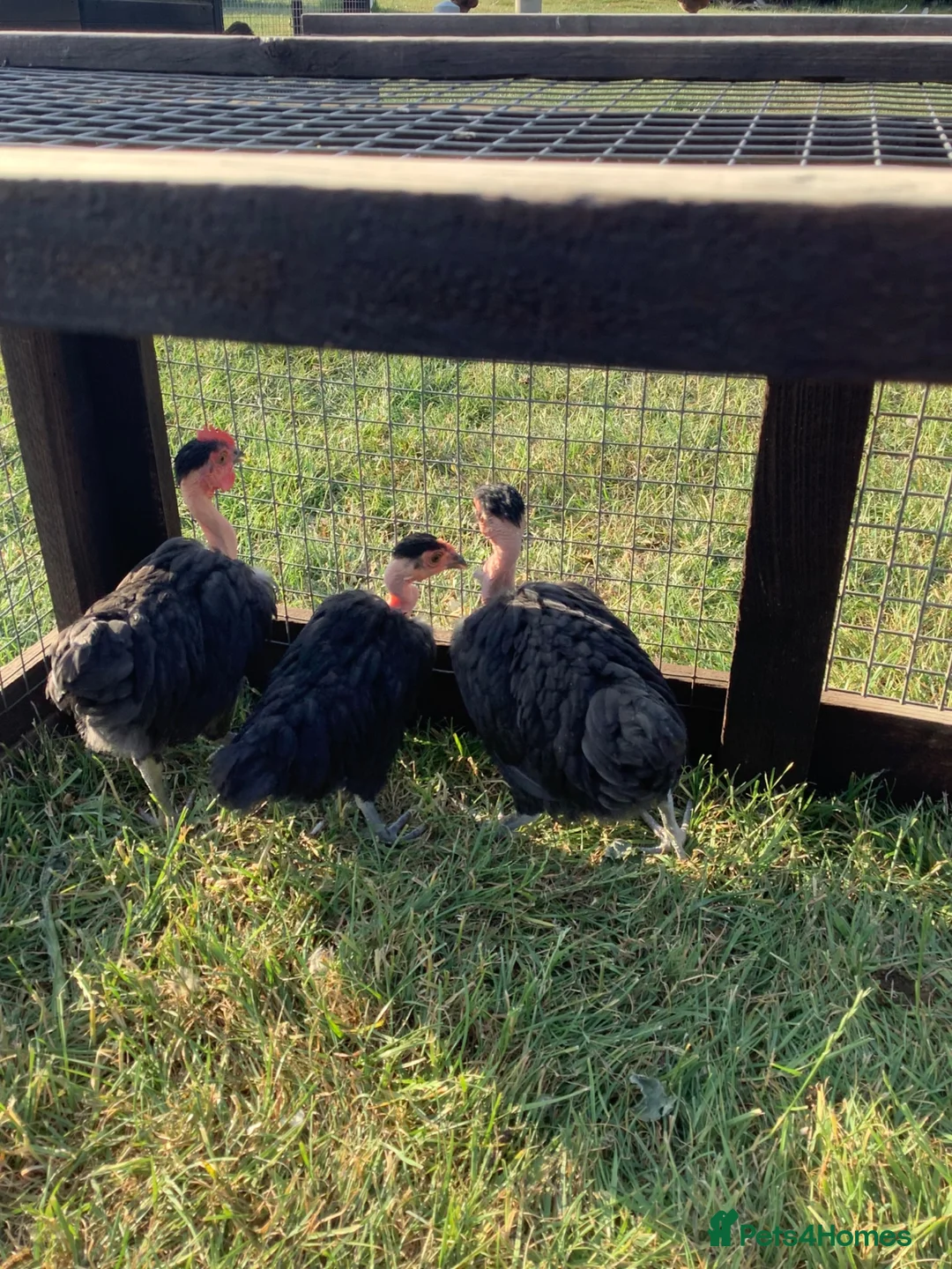 Chickens poultry for sale: Trio of black naked neck bantams in Upminster - Advert 1