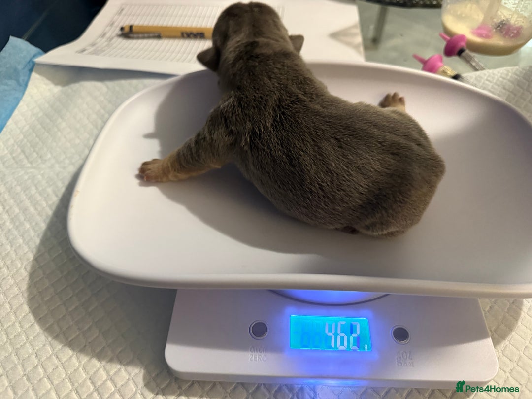 Mixed Breed dogs for sale: 3 girls 1 boy pup for sale - Image 5