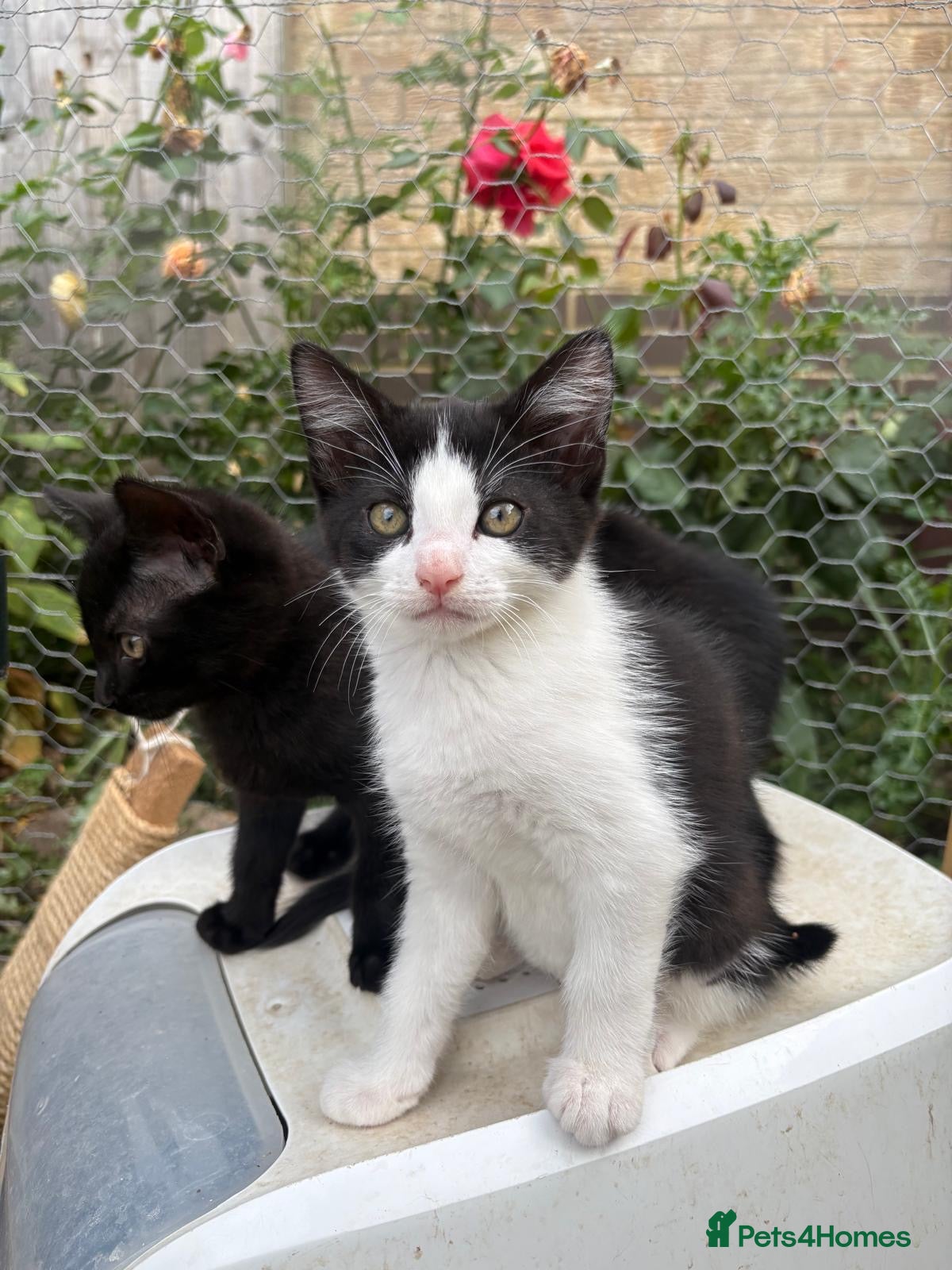 Mixed Breed cats 4 beautiful kittens forever homes needed - Advert 1