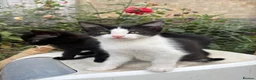 Mixed Breed cats for sale: 4 beautiful kittens forever homes needed in Peterborough - Advert 1