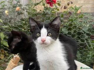 Mixed Breed cats 4 beautiful kittens forever homes needed - Advert 1