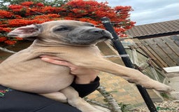 Cane Corso dogs for sale: Cane corso puppies 9 weeks old - Image 22