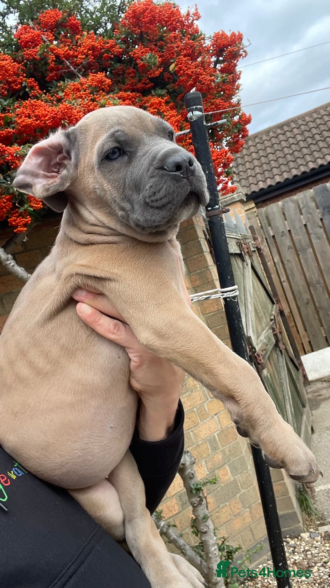 Cane Corso dogs for sale: Cane corso puppies 9 weeks old - Image 22