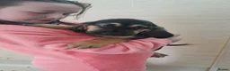 Bloodhound dogs for sale: Bloodhound Puppies - Advert 6