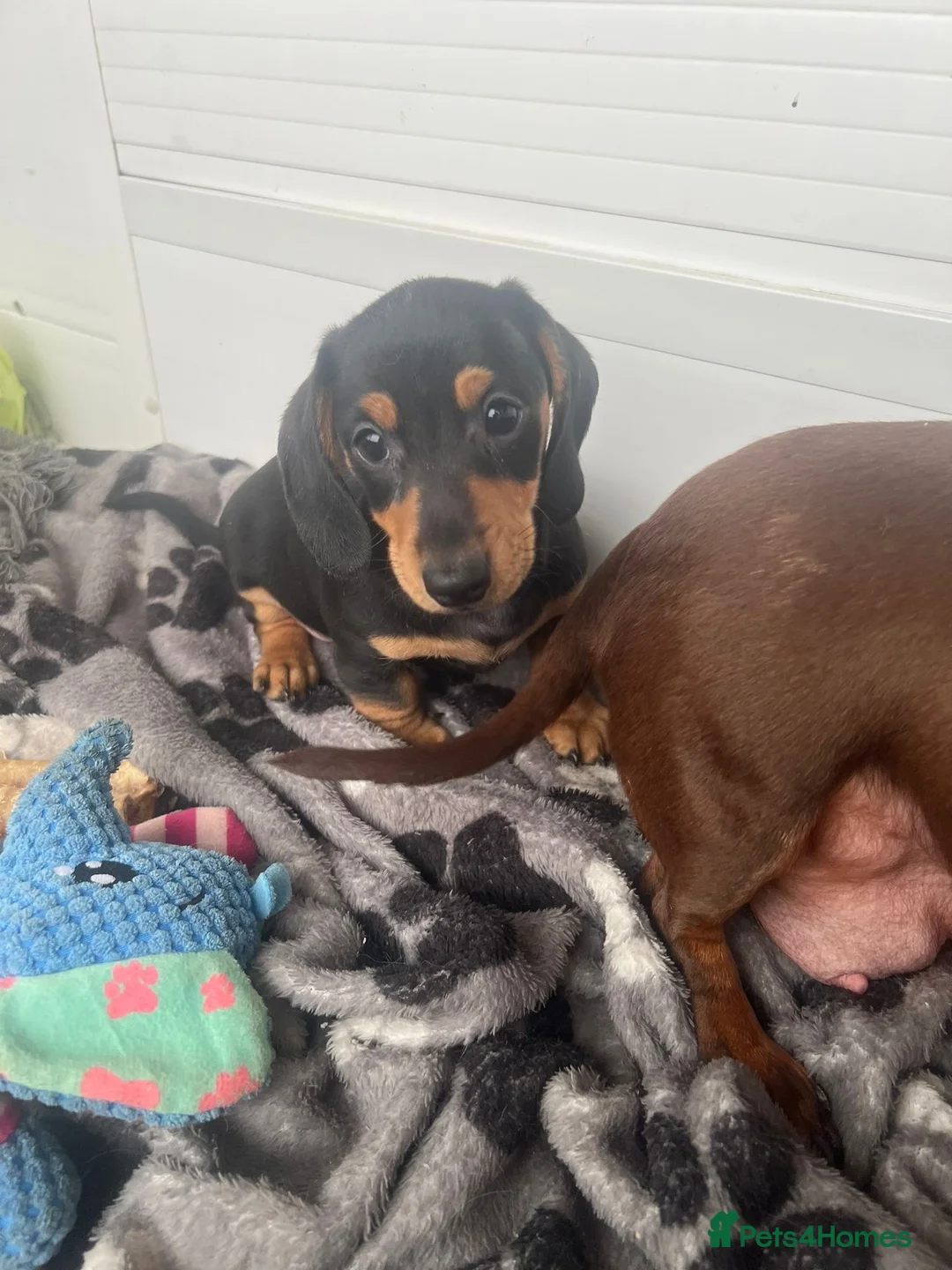 Miniature Dachshund dogs for sale: Beautiful Minature smooth haired dachshund puppies - Advert 3