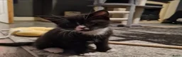 Mixed Breed cats for sale: 1 male and 1 female kitten in Manchester - Advert 2