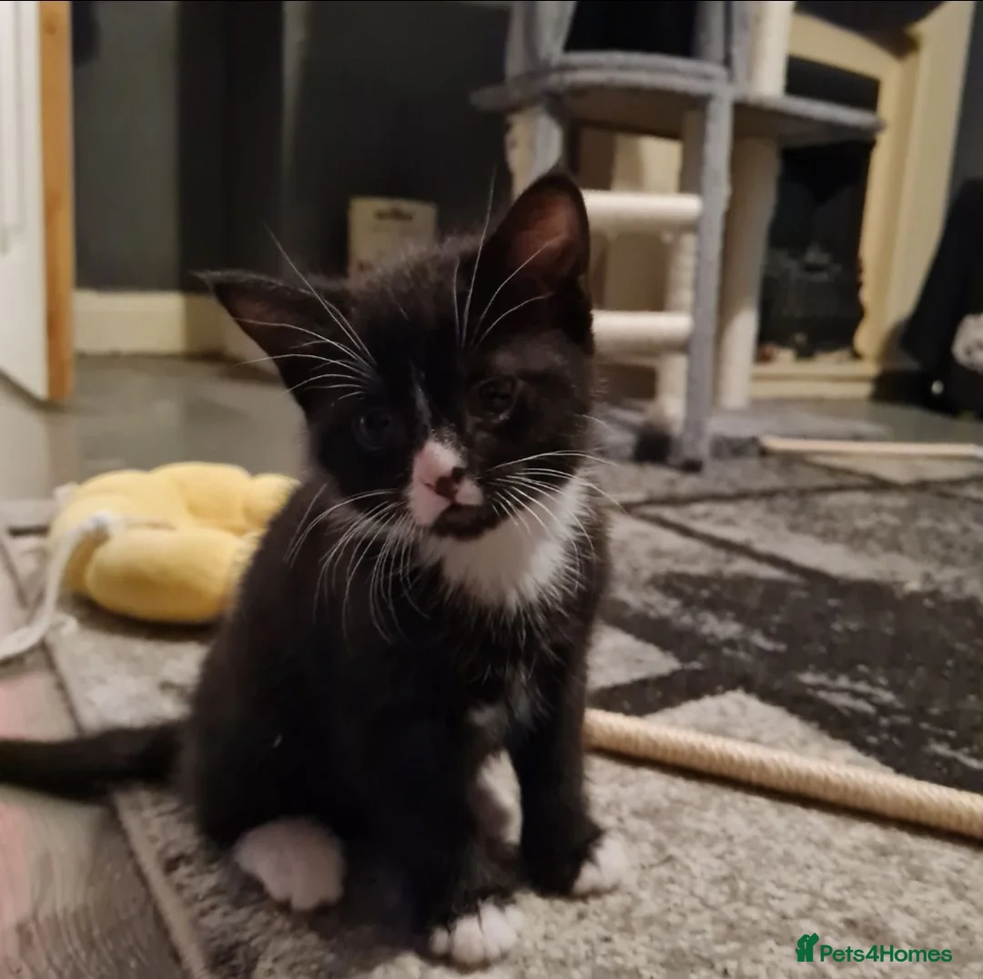 Mixed Breed cats for sale: 1 male and 1 female kitten in Manchester - Advert 2