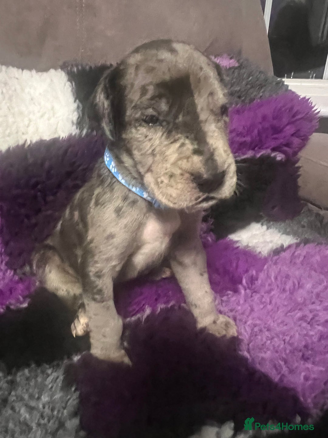 Great Dane dogs for sale: OUTSTANDING PURE BRED GREAT DANE PUPPIES FOR SALE - Image 1
