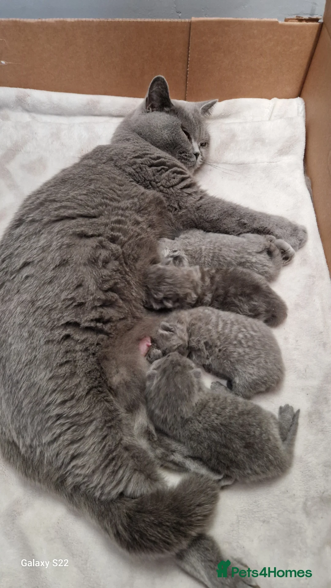 British Shorthair cats for sale: British shorthair kittens - Advert 6