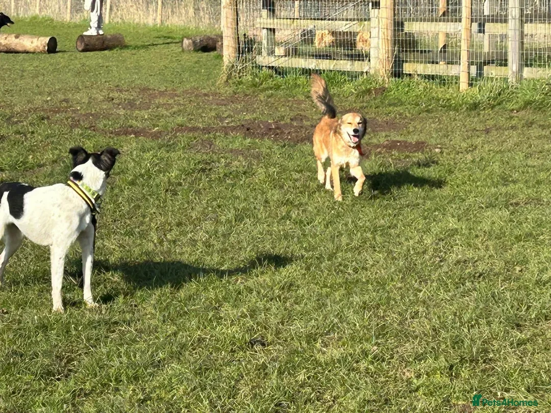 Mixed Breed dogs for adoption: Solomon - Norwich Norfolk  in Norwich - Advert 7