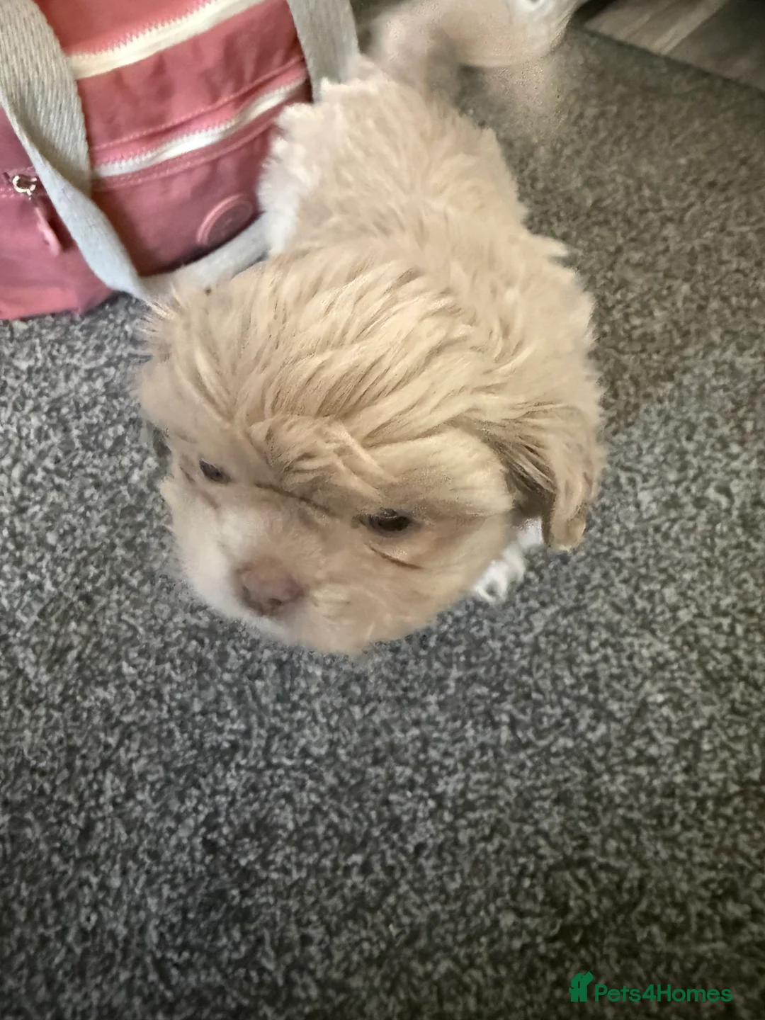 Shih Tzu dogs for sale: Two Shih Tzu girl pups  - Advert 1