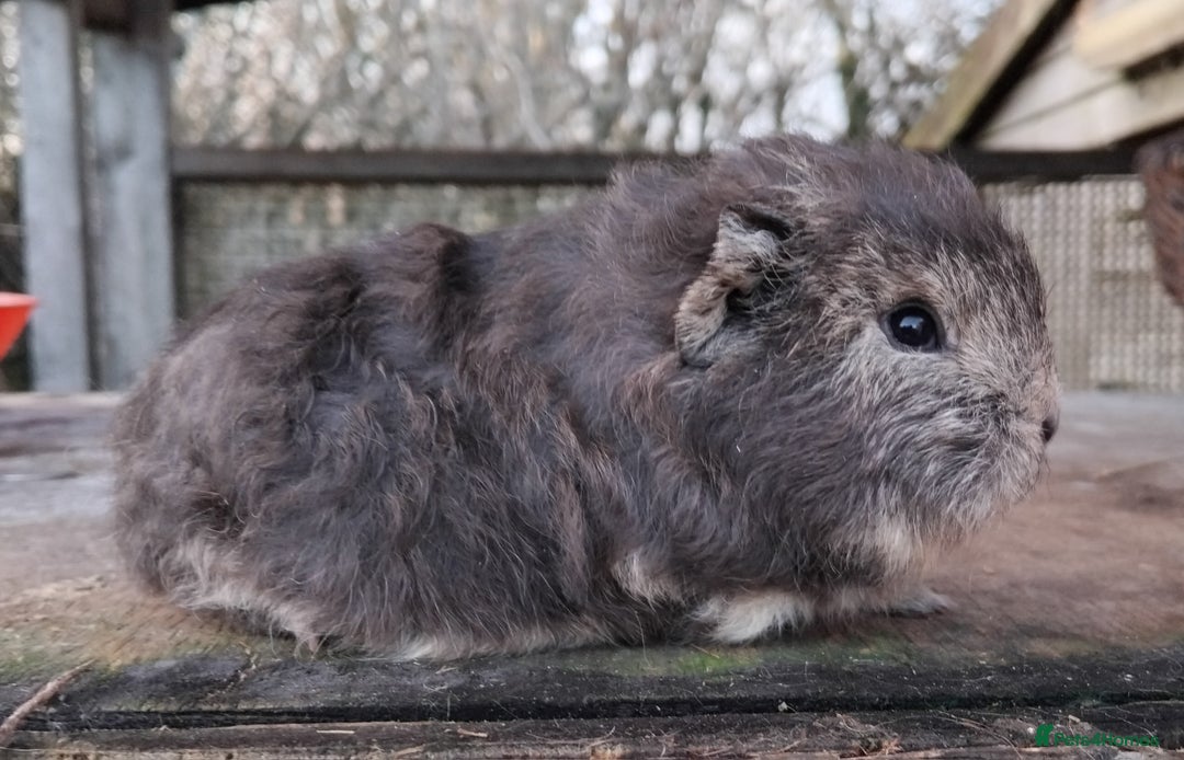 Guinea Pig rodents for sale: Swiss, Dalmation, Self Chocolate Boys and Girls - Advert 18