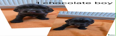 Cocker Spaniel Puppy 1
