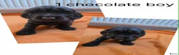 Cocker Spaniel dogs for sale: Beautiful cocker spaniel puppys - Advert 1