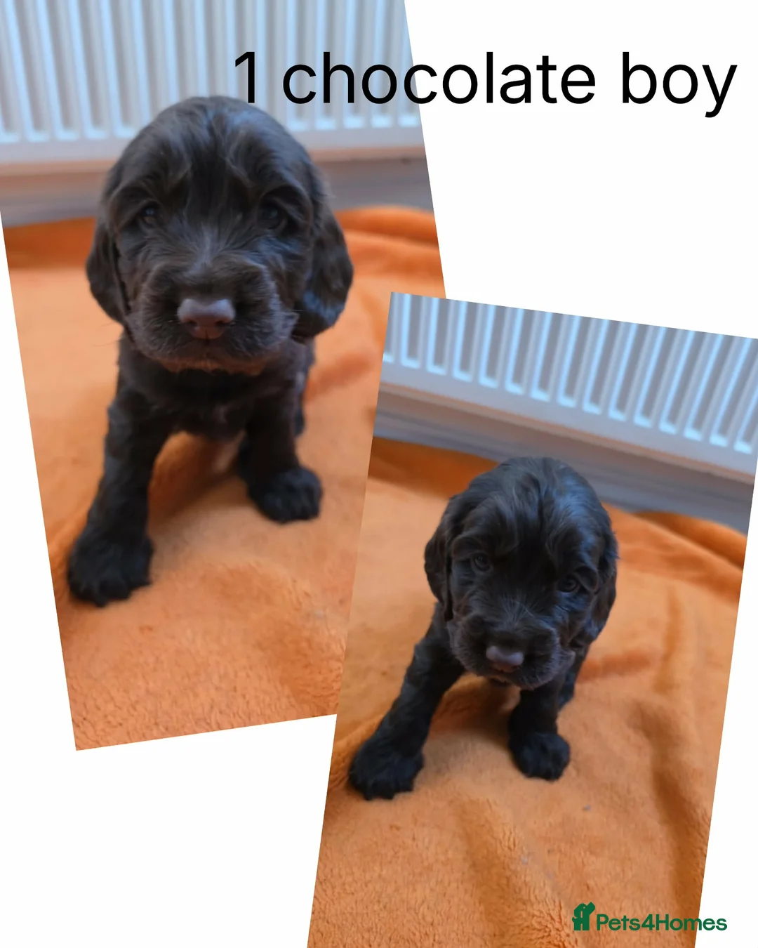 Cocker Spaniel dogs for sale: Beautiful cocker spaniel puppys - Advert 1