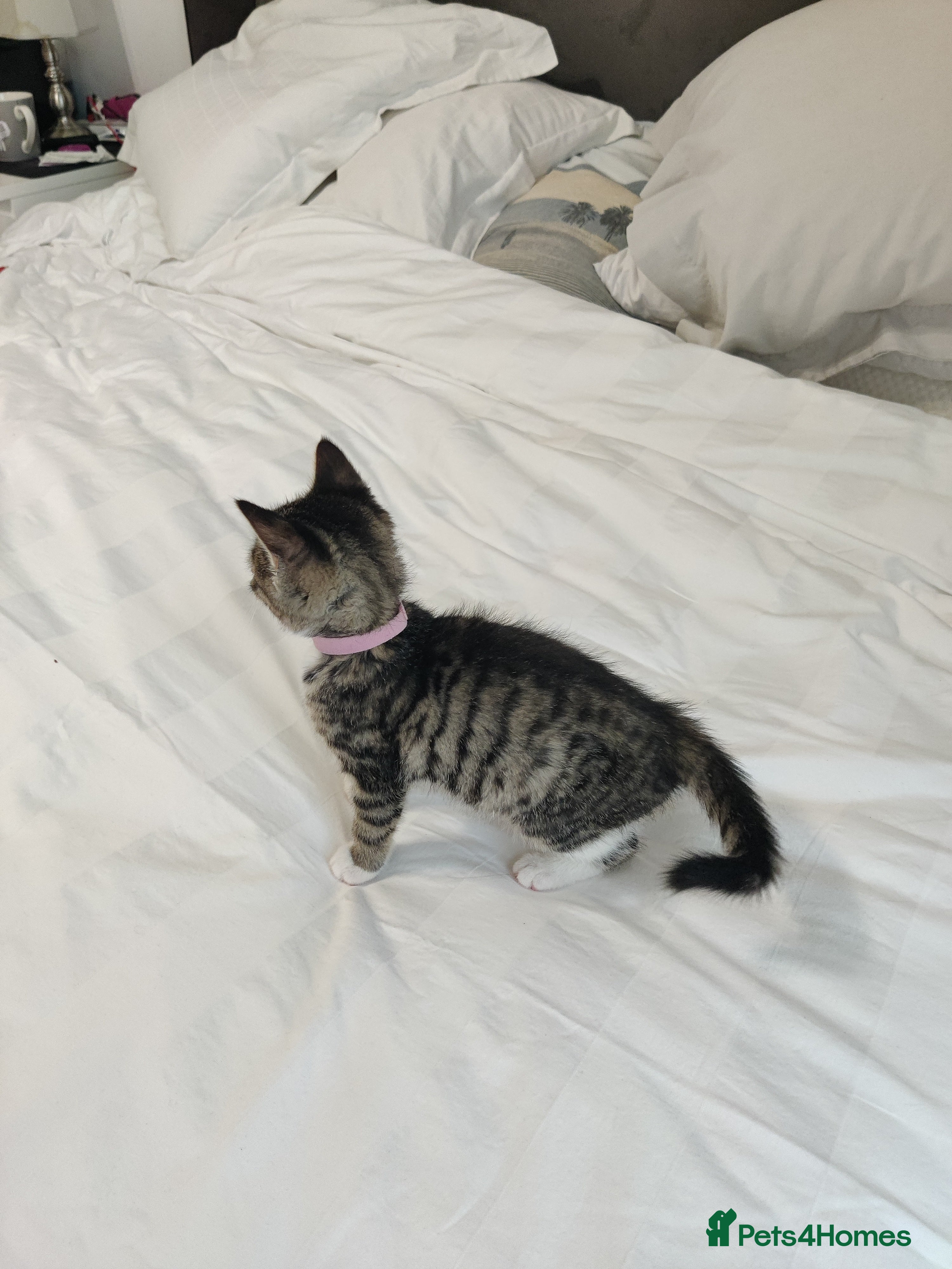 Russian Blue cats ADORABLE RUSSIAN BLUE KITTEN 8 WEEKS LAST GIRL - Advert 5