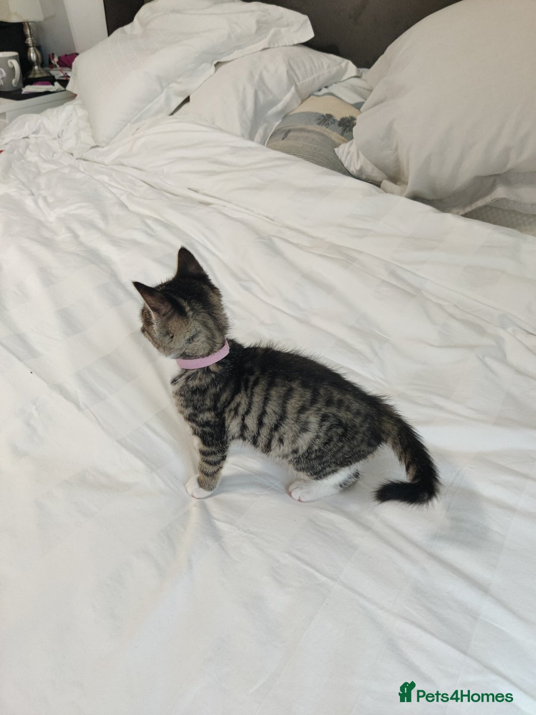 Russian Blue cats for sale: ADORABLE RUSSIAN BLUE KITTEN 8 WEEKS LAST GIRL - Advert 1