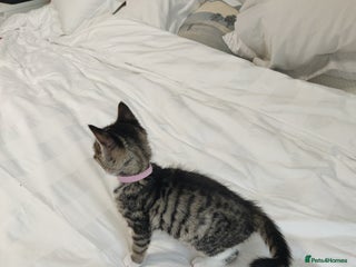 Russian Blue cats ADORABLE RUSSIAN BLUE KITTEN 8 WEEKS LAST GIRL - Advert 12