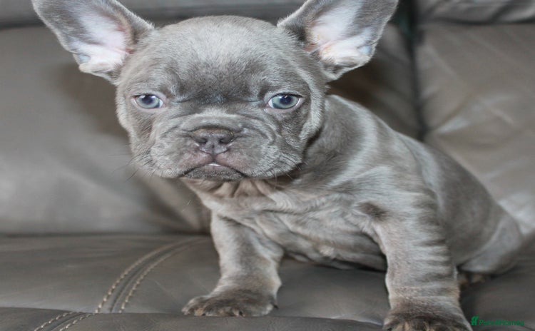 French Bulldog dogs Ready Now-KC French Bulldogs-New Shade Carriers - Advert 14