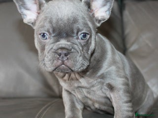 French Bulldog dogs Ready Now-KC French Bulldogs-New Shade Carriers - Advert 16